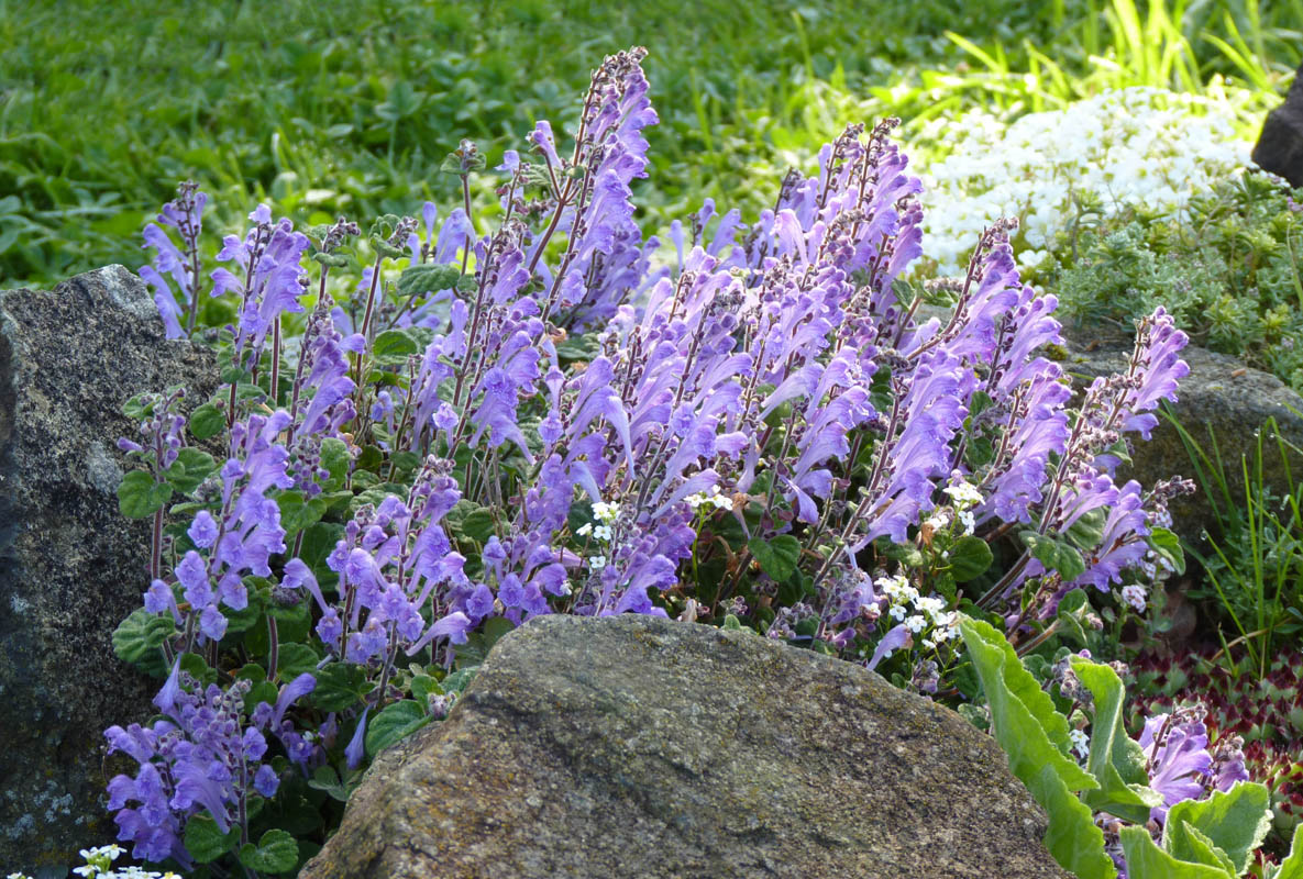 Scutellaria indica var parviflora